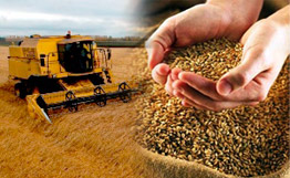 Сельхозпроизводители  стали активнее принимать участие в интервенционных торгах на зерно урожая 2011 года