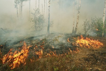 МЧС: «Лесные пожары в Новосибирской области начнутся на 10 дней раньше обычного»