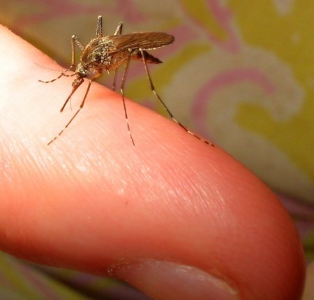 В Новосибирске появились первые комары