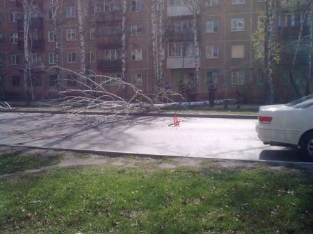 Береза упала на «Ладу» на ул. Новогодней