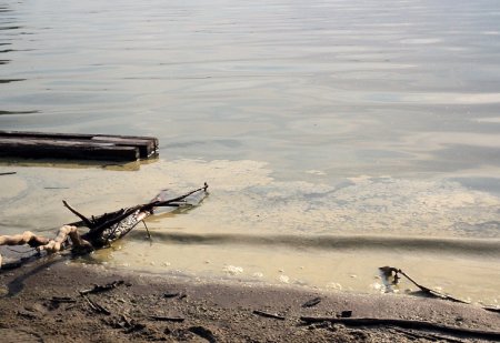 На пляжах Новосибирской области зацвела вода