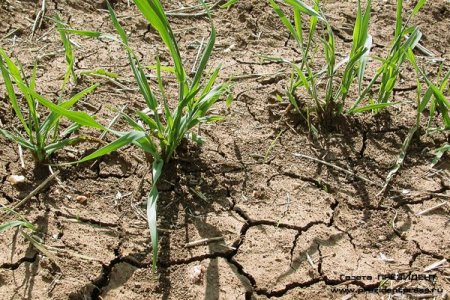Новосибирской области угрожает засуха