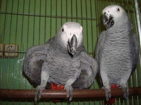 Из Новосибирска депортировали двух попугаев жако