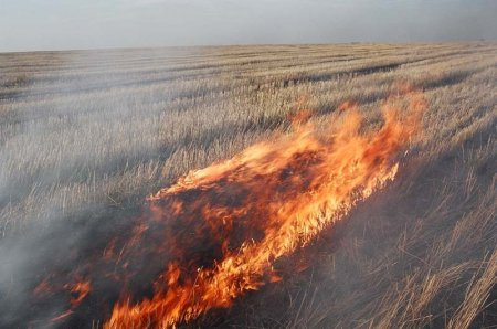 Засуха спалила зерно на корню