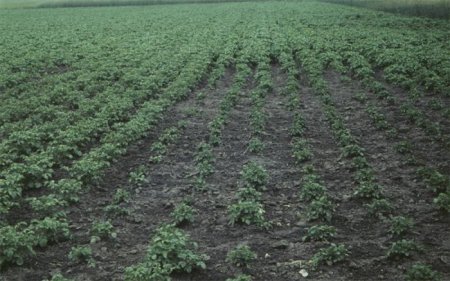 На полях Новосибирской области обнаружены новые очаги заболевания картофеля ...