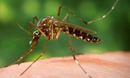 Комары готовят атаку на новосибирцев