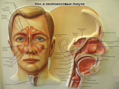  tyzine.ru/diseases/congestion