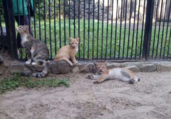 В Новосибирске домашняя кошка выкормила рысенка