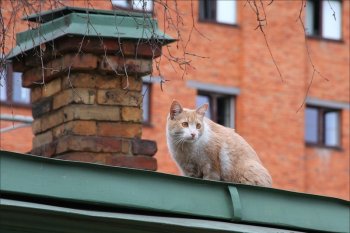 Новосибирские спасатели сняли с крыши женщину с котом