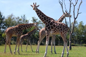 К августу в Новосибирском зоопарке планируют построить павильон для жирафов