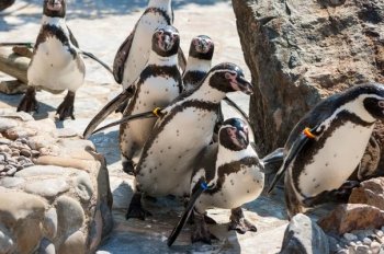 Завтра в Новосибирске откроют пингвинарий